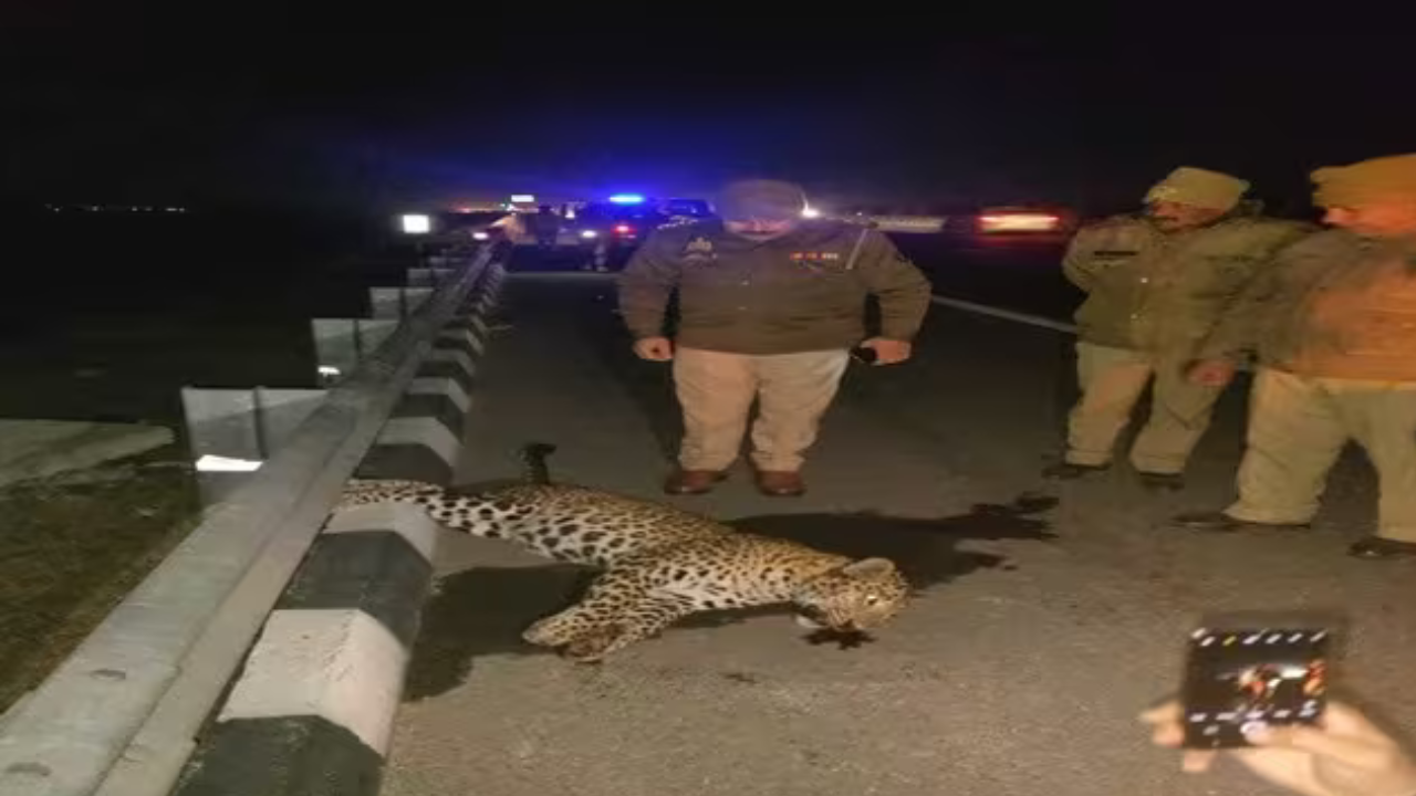 Delhi Leopard